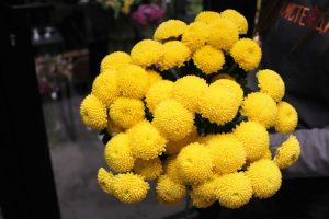 مفهوم گل داوودی زرد