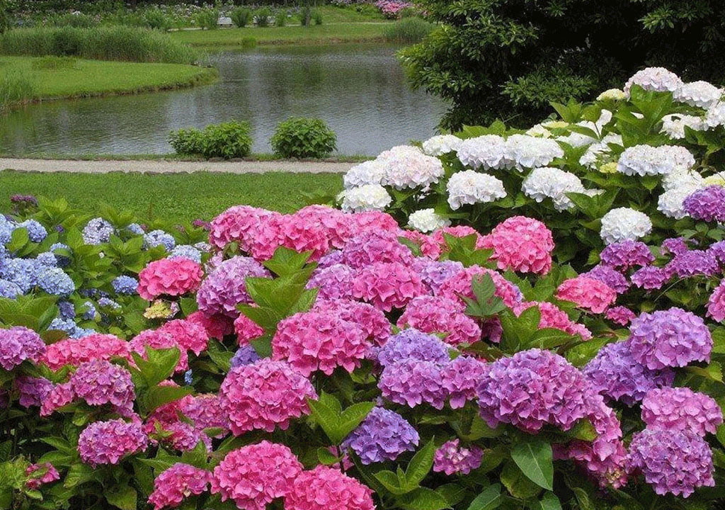 پرورش گل ادریسی