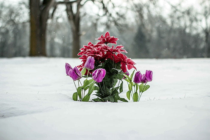 گل های مناسب فصل سرما
