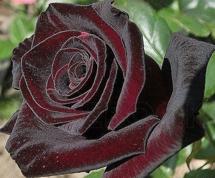 کاشت گل رز سیاه