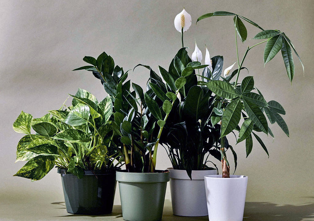 گیاهان آپارتمانی مقاوم به نور کم