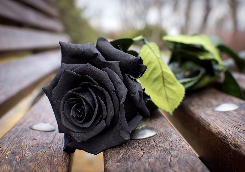 انواع گل رز سیاه