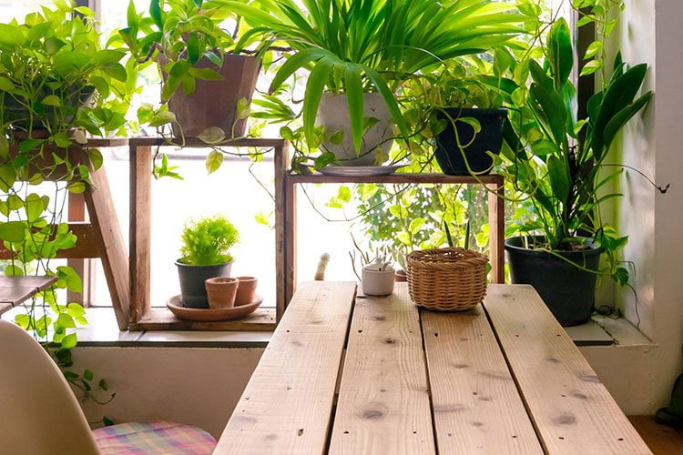 فواید نگهداری گیاهان آپارتمانی