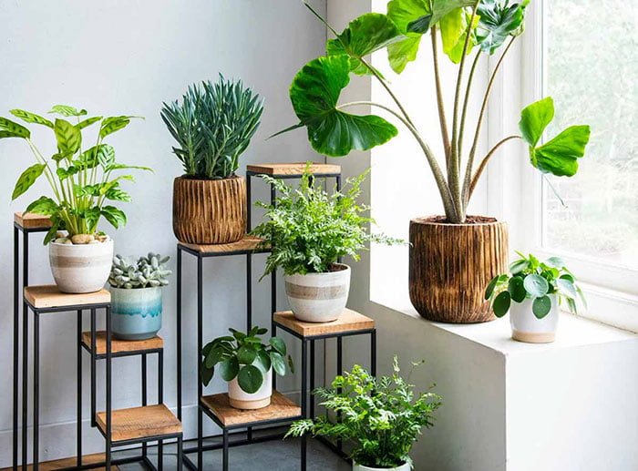 خواص گیاهان آپارتمانی