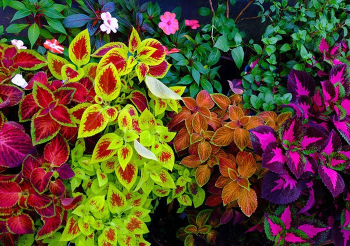 معروف ترین گیاهان رنگی