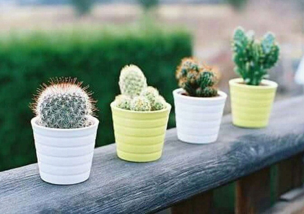 نگهداری از انواع کاکتوس