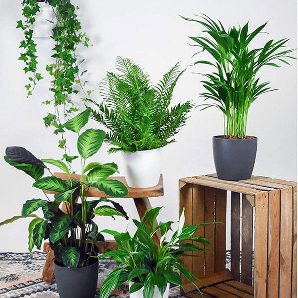 انتخاب گیاهان آپارتمانی