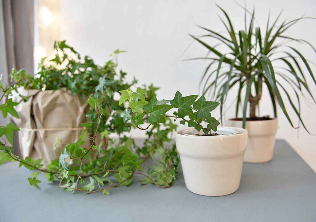 انتخاب گیاه آپارتمانی مناسب