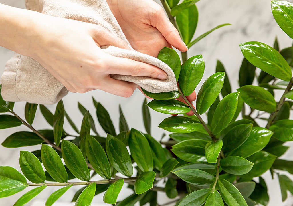 تمیز کردن گیاهان آپارتمانی