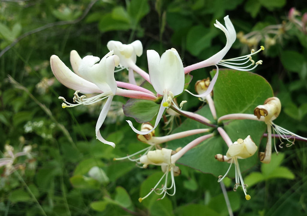 گیاهان آپارتمانی معطر