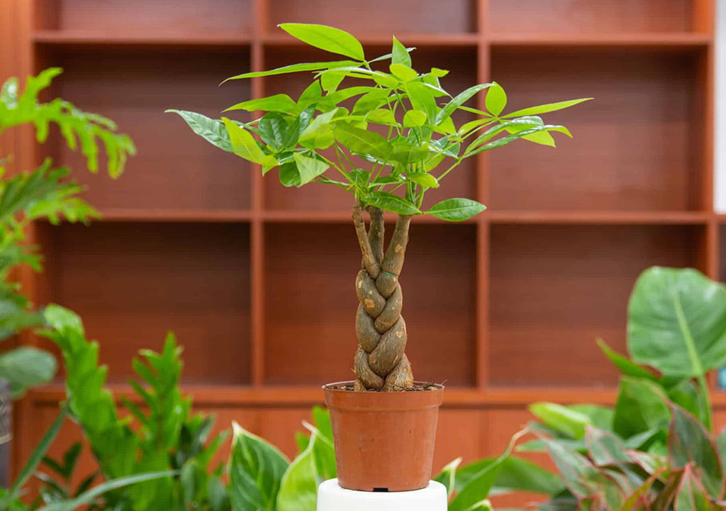 نگهداری گیاه پاچیرا