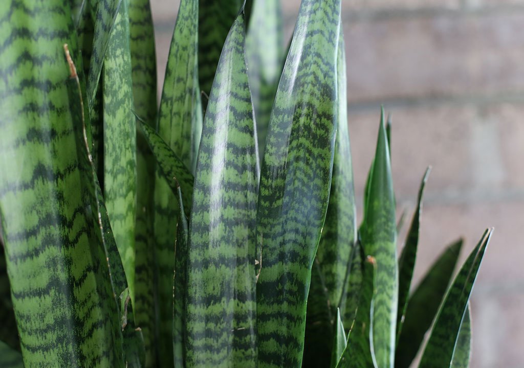 چروک شدن برگ سانسوریا