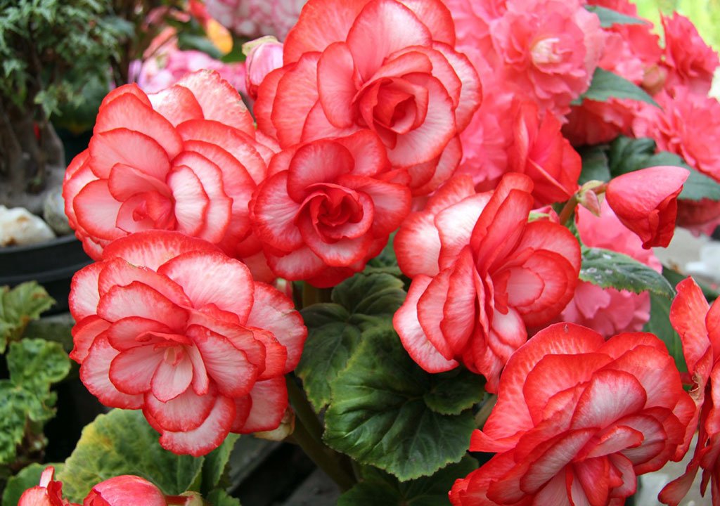 پرورش گل بگونیا