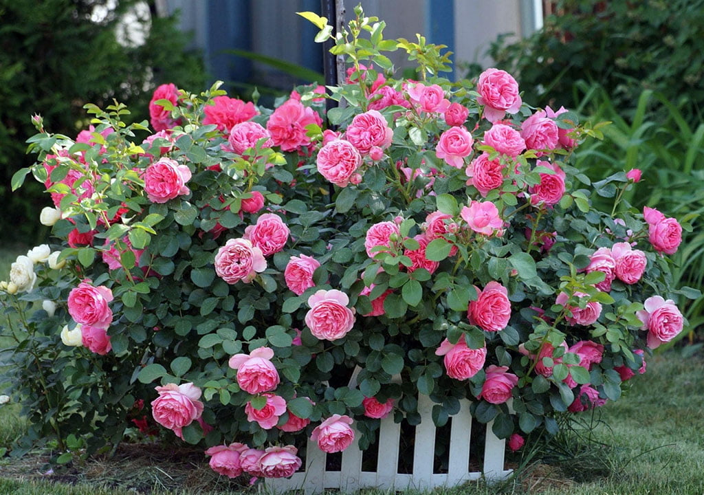 تکثیر گل رز