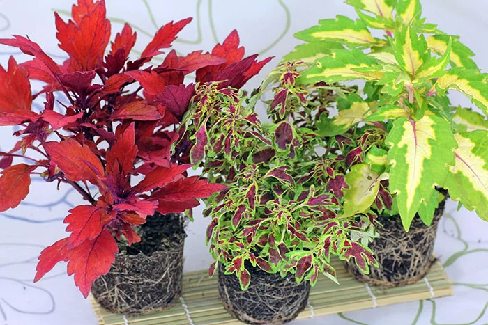 انواع حسن یوسف