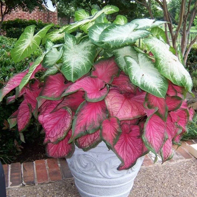 شرایط نگهداری کالادیوم