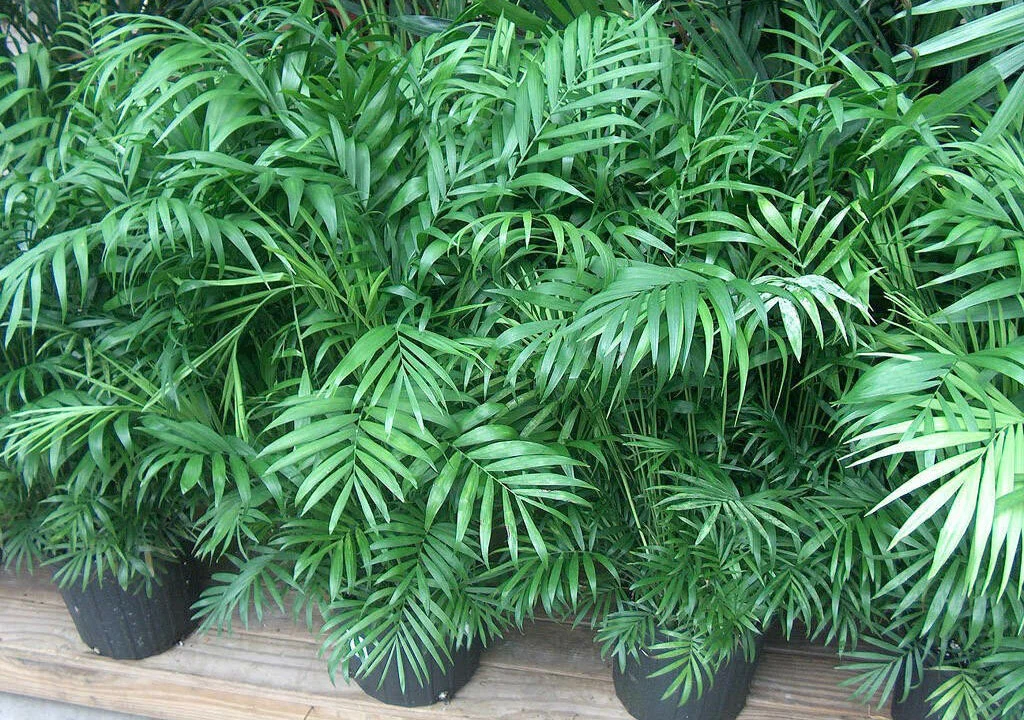 نگهداری نخل شامادورا