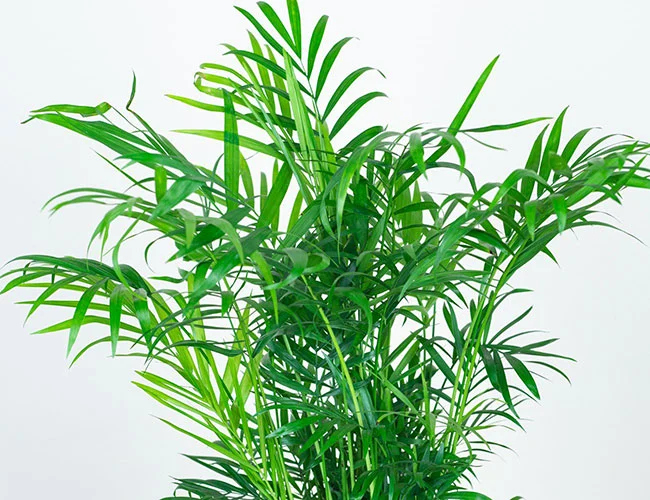 شرایط نگهداری نخل شامادورا