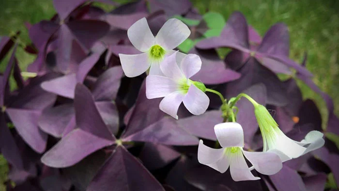 پرورش اگزالیس در منزل