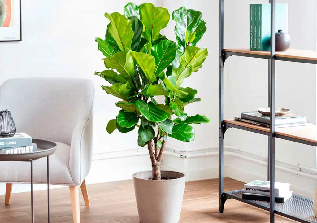 نگهداری فیکوس لیراتا