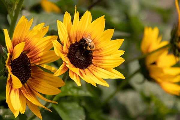 انواع گل آفتابگردان