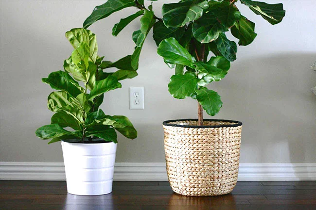 روش تکثیر فیکوس لیراتا