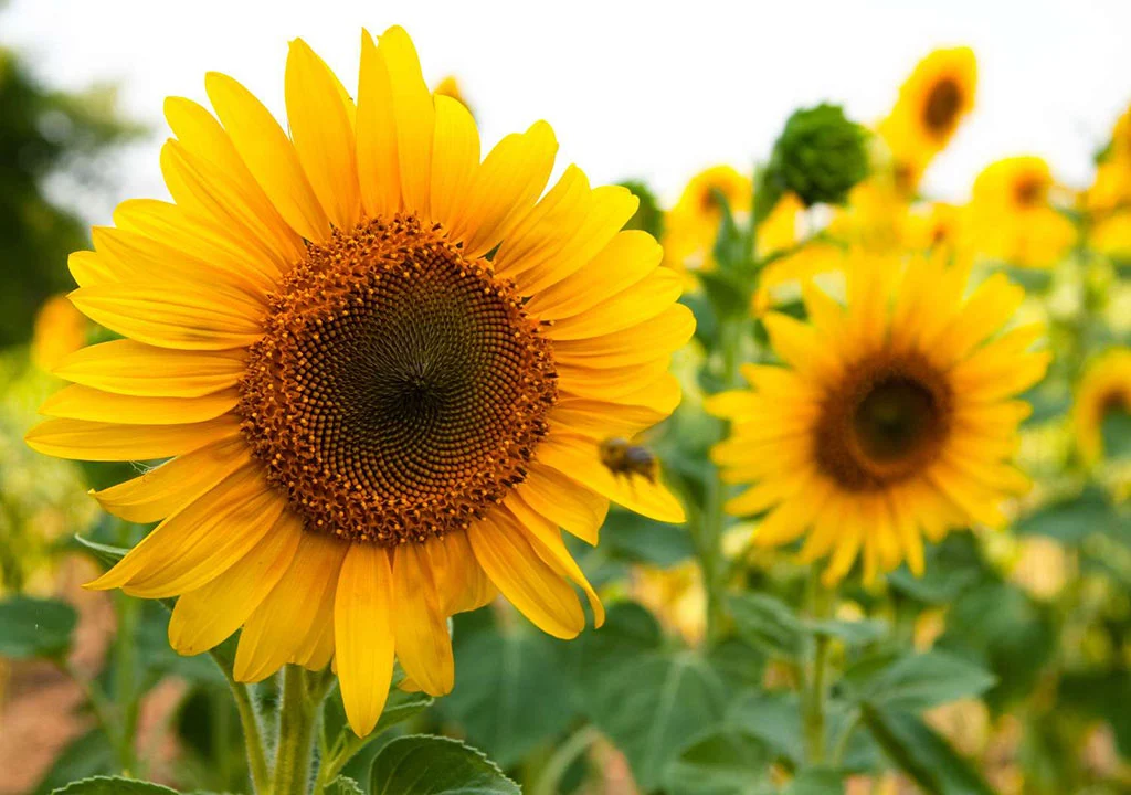 انواع گل آفتابگردان