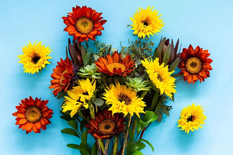 نماد گل آفتابگردان