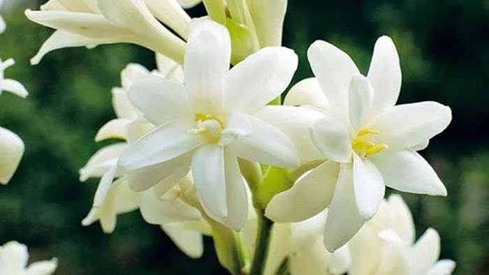 مشخصات گل مریم