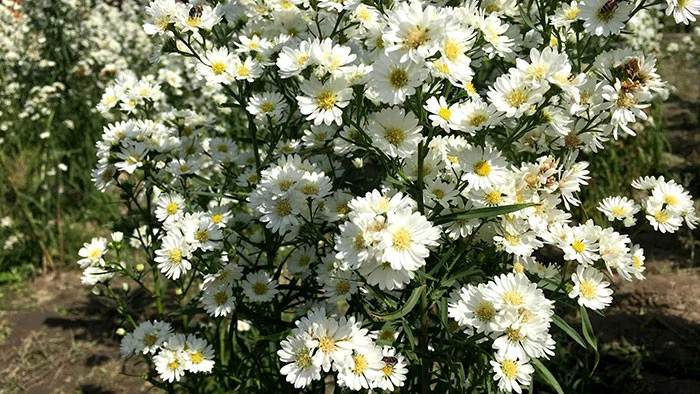 پرورش گل مینا