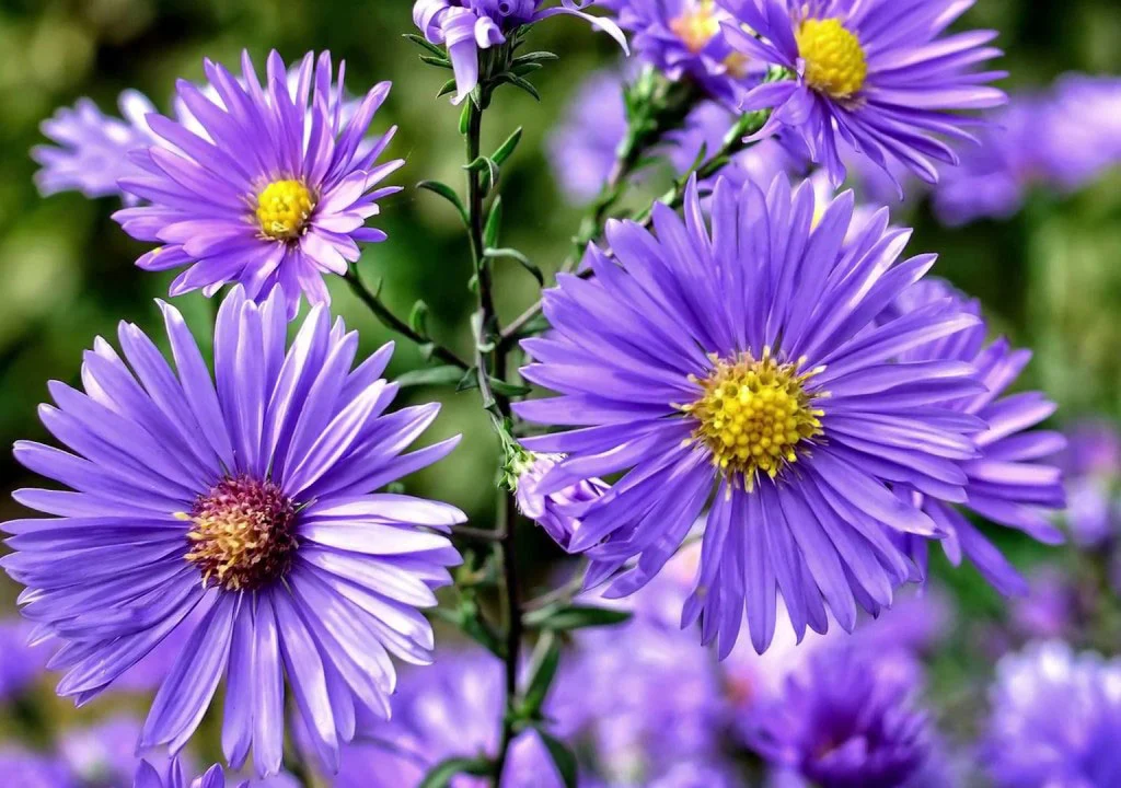 انواع گل مینا