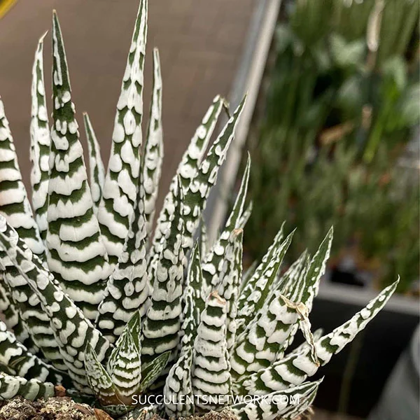 پرورش هاورتیا گورخری