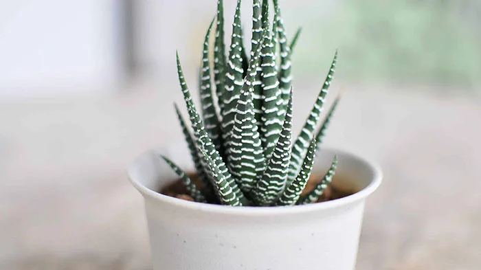 تکثیر هاورتیا گورخری