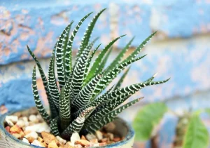 نگهداری هاورتیا گورخری