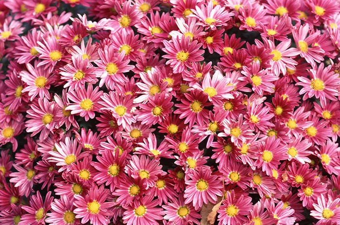 انواع گل مینا