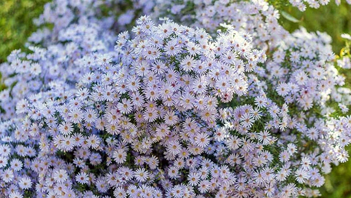 نگهداری گل مینا