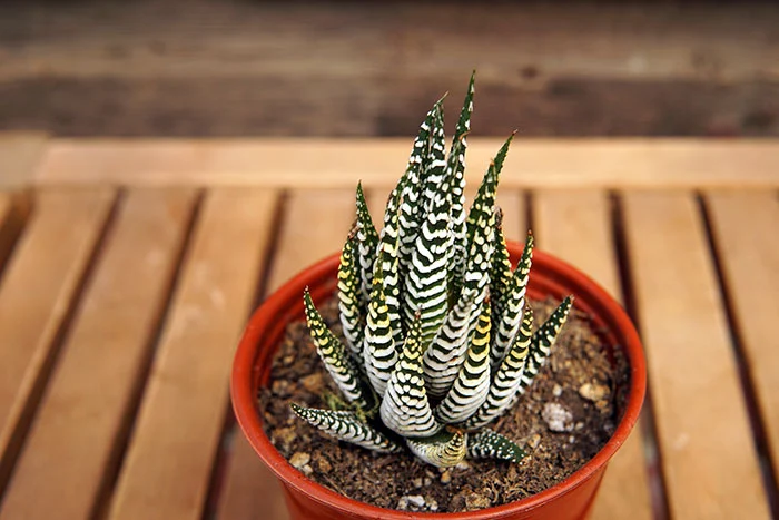 نگهداری هاورتیا گورخری