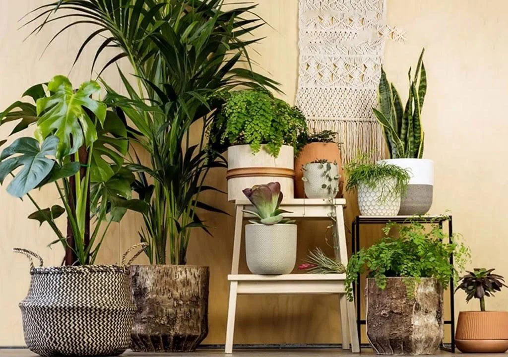 اشتباهات رایج در نگهداری گیاهان