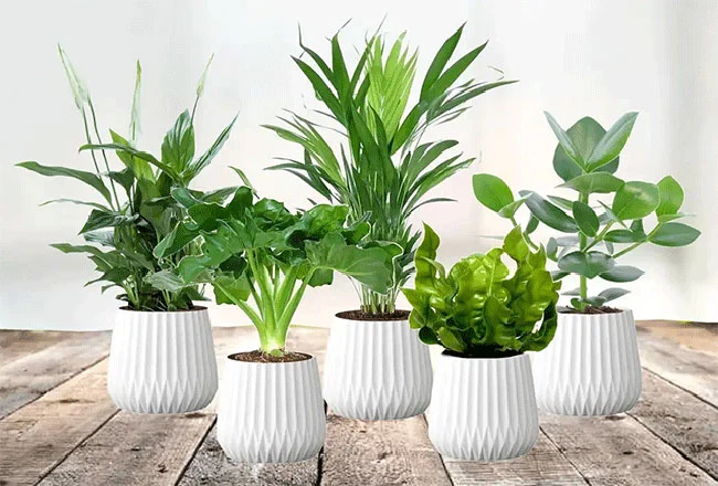 اشتباهات رایج در نگهداری گیاهان