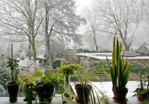 مراقبت از گیاهان آپارتمانی در زمستان