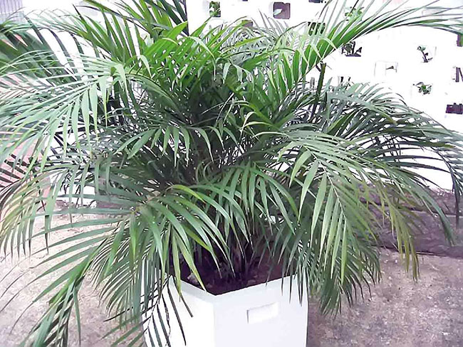 تکثیر نخل اریکا