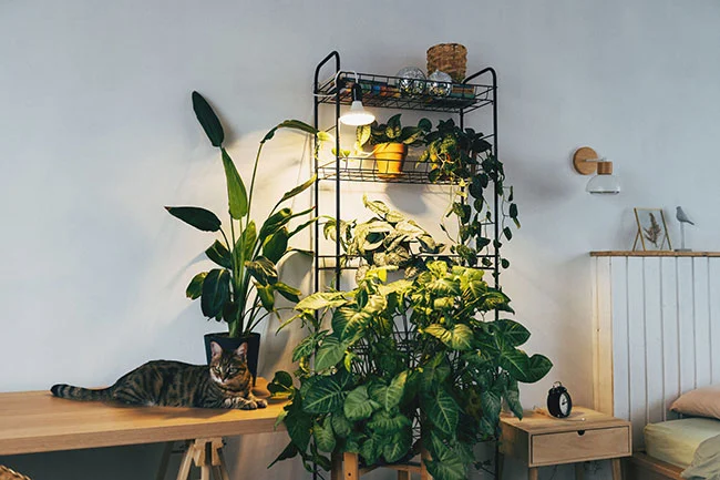 انتخاب نور مصنوعی مناسب برای گیاهان