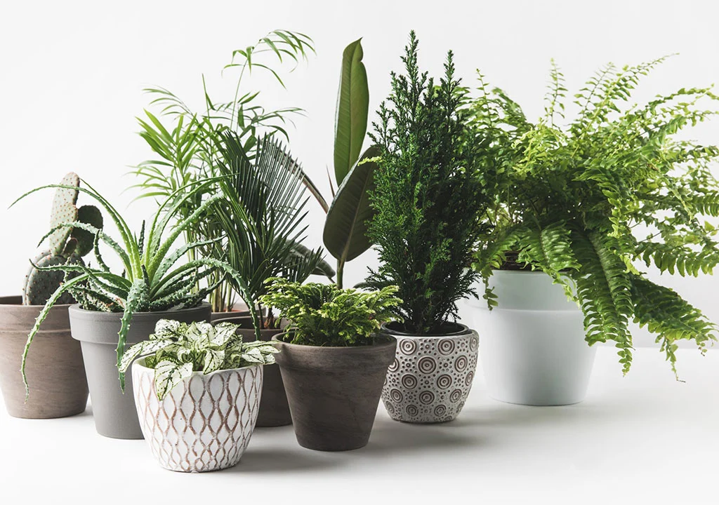 گیاهان آپارتمانی با نگهداری آسان