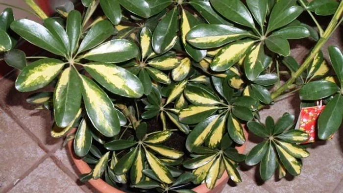 گیاهان آپارتمانی مقاوم