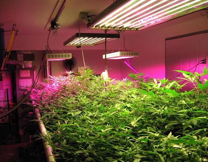 انواع نور مصنوعی برای گیاهان