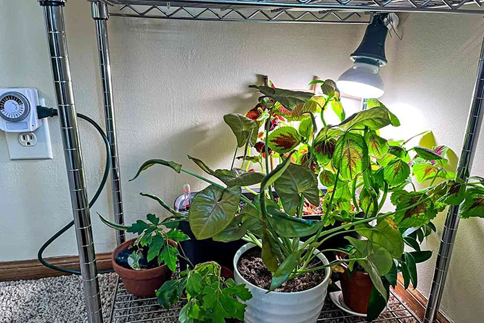 نور مصنوعی برای گیاهان آپارتمانی