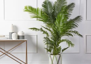 نگهداری نخل اریکا