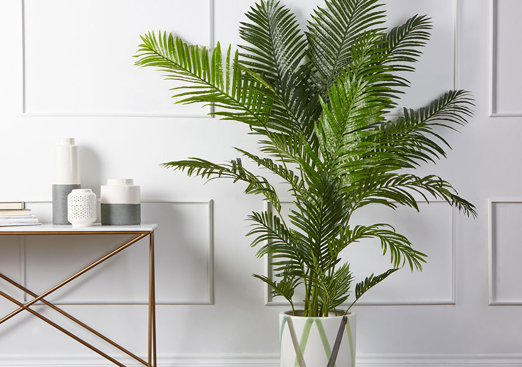 نگهداری نخل اریکا