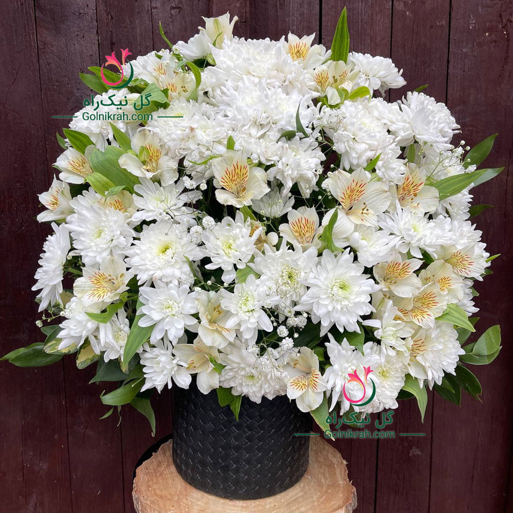 باکس داوودی و آلستر سفید